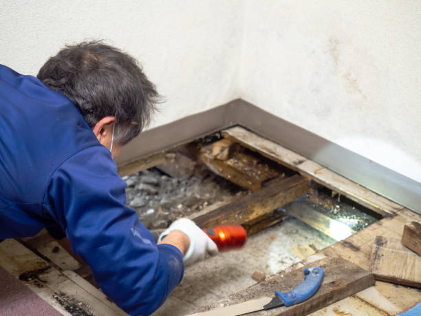 Best Commercial Mold Removal  in French Lick, IN