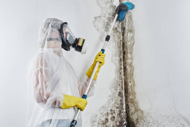 Best Attic Mold Removal  in French Lick, IN