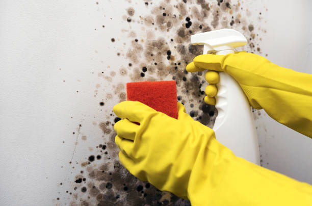 Best Local Mold Removal Service  in French Lick, IN