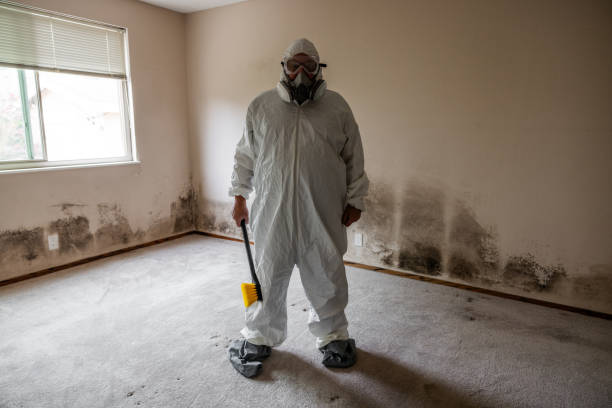 Best Toxic Mold Removal  in French Lick, IN