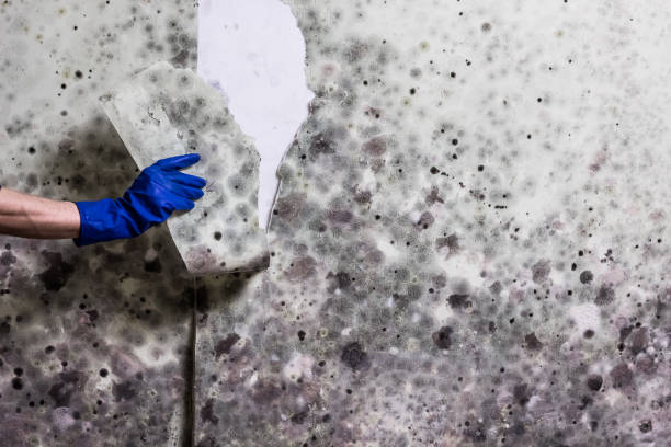 Best Crawl Space Mold Removal  in French Lick, IN