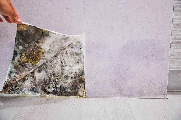 Best Mold Cleaning Services  in French Lick, IN